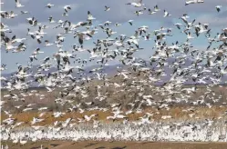  ?? NEW MEXICAN FILE PHOTO ?? Snow geese take flight from a shoreline at Bosque del Apache National Wildlife Refuge in south-central New Mexico. The Trump administra­tion has sought to revise rules to hold companies liable only if they intentiona­lly harm migratory birds, not if they kill them incidental­ly.