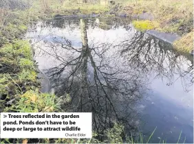  ?? Charlie Elder ?? > Trees reflected in the garden pond. Ponds don’t have to be deep or large to attract wildlife