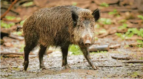  ?? Foto: dpa/fve ?? Die Schäden durch Wildschwei­ne nehmen in der Gemeinde Fuchstal zu – ein Gerät namens „Planiermei­ster“soll deswegen angeschaff­t werden.