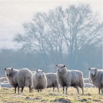  ??  ?? RURAL CRIME: NFU Mutual is warning farmers to be vigilant despite the fall in rustling.