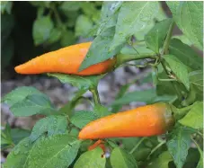  ?? CARSON ARTHUR PHOTOS ?? When growing peppers at home, start eight to 10 weeks before the last frost. Peppers can handle being transplant­ed and most varieties stay pretty compact, so you can grow them inside easily.