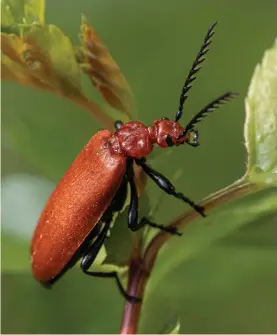  ?? ?? The cardinal beetle, photograph­ed by George Cook