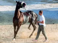  ??  ?? Tornasol, nei giorni scorsi, durante le previsite veterinari­e che precedono il Palio