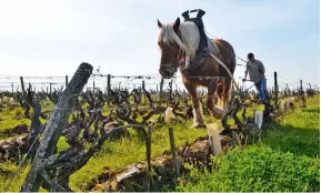  ??  ?? Above: Domaine Huet has been following biodynamic farming methods since 1990