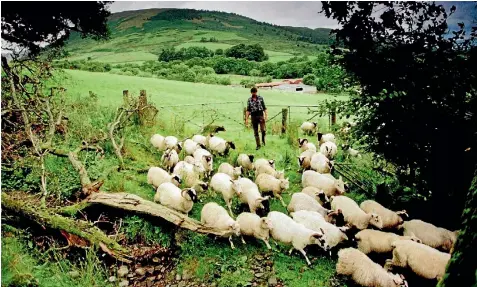  ?? PHOTO: REUTERS ?? A Scottish hill farmer tends to his flock of sheep. UK farmers have bemoaned New Zealand imports as threatenin­g their livelihood­s but this year they are down 15 per cent on last.