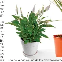  ?? FOTO SSTOCK ?? Lirio de la paz es una de las plantas recomendad­as para tener en la oficina. No es difícil de cuidar.