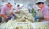  ?? LI XIN / FOR CHINA DAILY ?? Workers pack asparagus at a food factory in Huaibei, Anhui province.