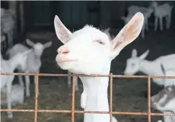  ?? ?? Le système d’enregistre­ment pour les races ovines et caprines, qui permet d’effectuer la traçabilit­é des animaux, sera également modernisé.