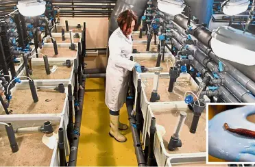  ??  ?? Aquastream employee looking at basins that cultivate lugworms in Ploemeur, western France. Inset: A fullgrown lugworm. — AFP Miracle at work: An