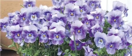  ??  ?? Pansies and violas were popular flowers in the Elizabetha­n era. They are traditiona­l for using as bookmarks.