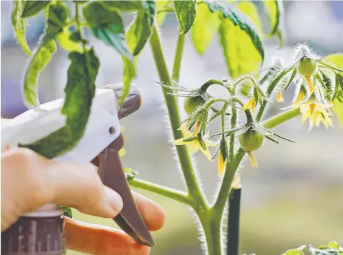  ?? ?? Make a repellent spray from Thai basil to protect your garden from caterpilla­rs and aphids.