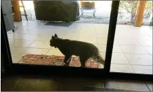  ?? LOANED PHOTO COURTESY OF PETE PETERSEN ?? A BOBCAT WAS SIGHTED WEDNESDAY on the back patio of a home near Avenue 14 1/2 E and 48th Street in the Foothills. The animals are rarely seen around populated areas in Yuma, a local game official said.