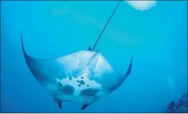  ?? G.P. Schmahl ?? A JUVENILE manta ray swims near a reef in the northweste­rn Gulf of Mexico.