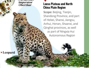  ?? ?? Leopard
Parnassius imperator
Oberthur