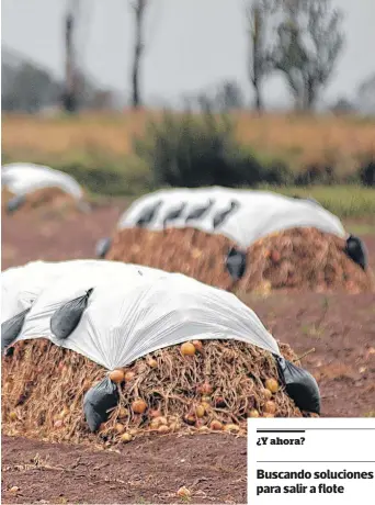  ?? ARCHIVO LA NUEVA. ?? La cebolla sigue en los campos, sin vender ni embolsar.