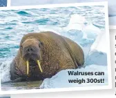  ??  ?? Walruses can weigh 300st!