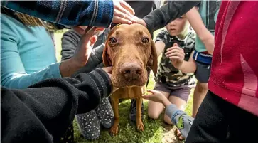  ?? BRADEN FASTIER/ STUFF ?? Korora¯ detection dog Mena gets plenty of attention from pupils at Takaka Primary School.