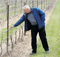  ?? JASON KRYK/The Windsor Star ?? Tom O’Brien of Cooper’s Hawk Vineyards inspects grape buds at the winery. He said local vine varieties suffered little damage this
past winter, but Merlot and Chardonnay grapes took a hit.