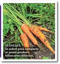  ??  ?? AFÂNEAZĂ
În soluri prea compacte se poate produce bifurcarea rădăcinii.