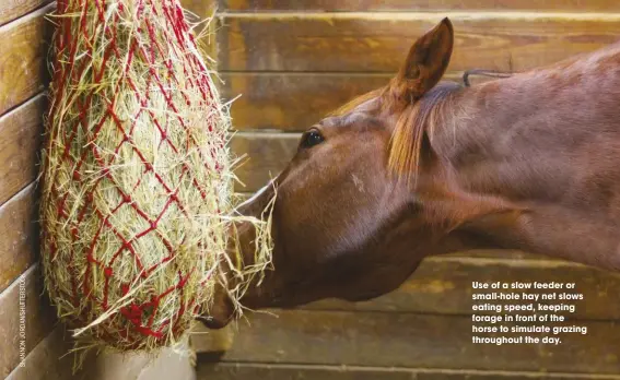  ??  ?? Use of a slow feeder or small-hole hay net slows eating speed, keeping forage in front of the horse to simulate grazing throughout the day.