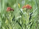  ?? ANGELA PETERSON, MILWAUKEE JOURNAL SENTINEL ?? Butterfly weed flowers are seen in a prairie at the home of Jean and Tom Weedman in the Town of Eagle on June 23.