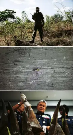  ??  ?? From top A special ranger on patrol; a rhino caught by the Postcode Meerkat’s camera from a distance of three miles; Malaysia Airports customs director Hamzah Sundang displays seized rhino horns during a press conference in April