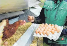  ?? FOTO: UWE ANSPACH/DPA ?? Wer viel mit Hühnern zu tun hat, atmet auch Allergene aus den Federn und dem Tierkot ein.