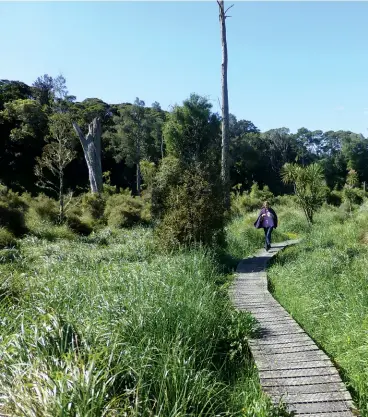  ??  ?? Above left and right: The boardwalk goes over a large wetland area.
Below left: The 500m drive from the carpark..