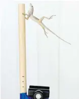  ??  ?? An anoles lizard hangs onto a pole during a simulated wind experiment in the Turks and Caicos Islands.