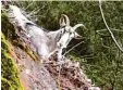  ?? Foto: dpa ?? Die weiße Ziege war auf einem Felsvor sprung gefangen.