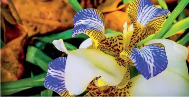  ??  ?? En el Paraíso de las Orquídeas se encuentran más de 2 500 variedades de esa flor. / You can find more than 2,500 species of orchids in Paraíso de las Orquídeas (Orchids’ Paradise).
