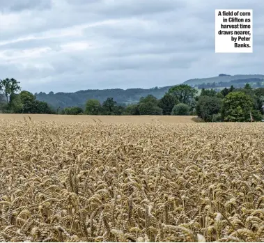  ??  ?? A field of corn in Clifton as harvest time draws nearer, by Peter Banks.