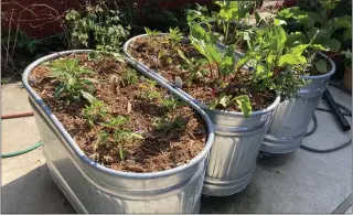  ?? PHOTOS BY JOSHUA SISKIN ?? Veggie crops fill livestock water containers in Ed Friendly’s small but productive Sherman Oaks backyard.