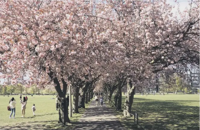  ??  ?? 0 It’s Cherry Blossom time for a few days in a sunny, but chilly, Meadows in Edinburgh.