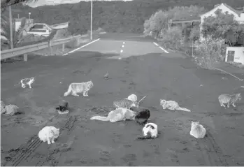  ?? EMILIO MORENATTI/AP ?? Abandoned cats wander in search of food at a road covered by ash and blocked by lava Friday at the exclusion zone near the volcano on the Canary island of La Palma, Spain. The volcano is going strong and seismic activity in the area has increased in recent days.