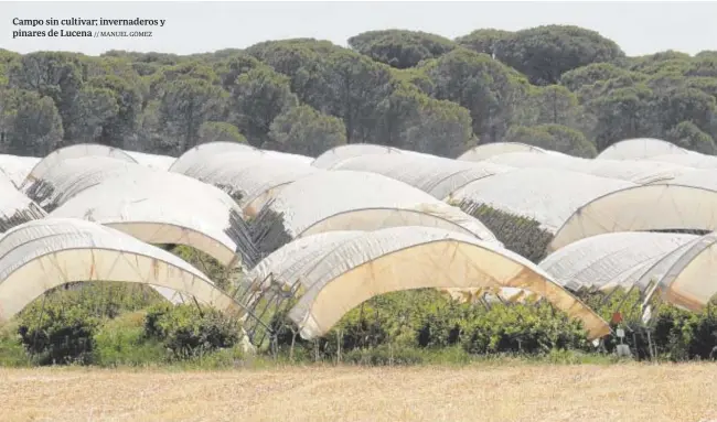  ?? ?? Campo sin cultivar; invernader­os y pinares de Lucena // MANUEL GÓMEZ