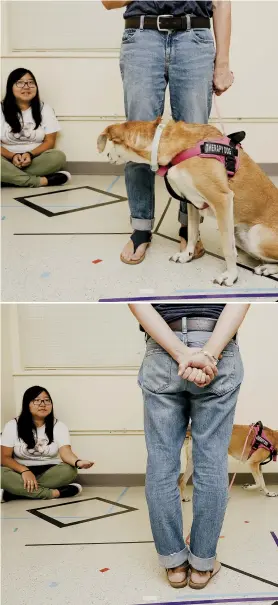  ??  ?? Nutmeg participat­es in a study evaluating whether dogs prefer people who help others over those who don’t. One seated actor has already “helped” by handing over a clipboard; one has “hindered” by moving it away. Bottom left: Nutmeg seeks out the “helper.”