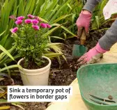  ?? ?? Sink a temporary pot of flowers in border gaps