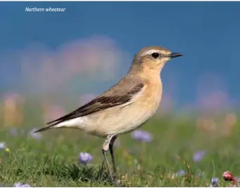  ??  ?? Northern wheatear