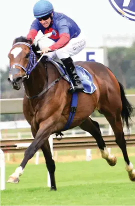  ??  ?? CLASSY RUNNER: French Navy is one of nine runners entered by Sean Tarry into the R1-million Peermont Emperors Palace Charity Mile at Turffontei­n on Saturday 4 November.