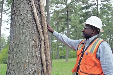  ?? Doug Walker ?? Sustainabi­lity of the Southern pine forest is critical to the job of Paper Fiber Supply Manager Alex Singleton, who joined the Rome Internatio­nal Paper mill in July.