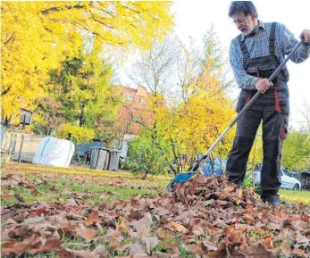  ?? FOTO: DPA ?? Bei großen Bäumen kann viel Herbstlaub anfallen. Da lohnt es sich, die Blätter zu kompostier­en.