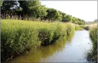  ?? SUBMITTED PHOTOS ?? Pictured are two examples of what a riparian area can look like, both from vantage points along Seven Persons Creek. The picture on the top is a riparian area in need of restoratio­n and the picture on the bottom is what a healthy riparian area looks...