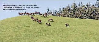  ??  ?? Mixed age stags on Mangapurak­au Station. The amount of velvet produced on the station has been growing every year.