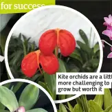  ??  ?? Kite orchids are a li le more challengin­g to grow but worth it