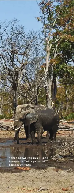  ??  ?? TREES DEBARKED AND KILLED by elephants. Their impact on the habitat is enormous.