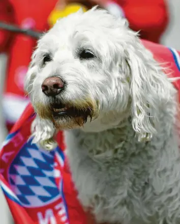  ?? Foto: Lennart Preiss, Witters ?? Auf der Fährte des Tabellenfü­hrers: Der FC Bayern hat die Verfolgung von Liga-Primus Borussia Dortmund aufgenomme­n. Darf auch dieser Vierbeiner im Sommer wieder feiern?