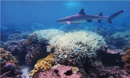  ?? Photograph: James Cook University/AFP via Getty Images ?? The Unesco world heritage committee’s decision on the Great Barrier Reef’s ‘in danger’ status is currently scheduled for 23 July.