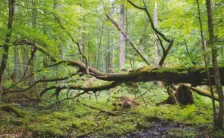  ??  ?? Parques Nacionales asegura que con el recorte al presupuest­o ambiental disminuirá­n en un 81 por ciento las áreas a ser restaurada­s al interior de los parques y en un 60 por ciento las áreas cubiertas con jornadas de vigilancia.