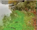  ?? The lake ?? Deadly…green algae on